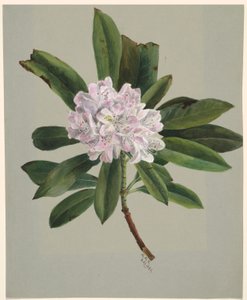 Rododendro (Rhododendron maximum) de Mary Vaux Walcott