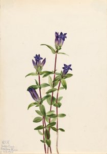 Genciana de ribera (Gentiana affinis) de Mary Vaux Walcott