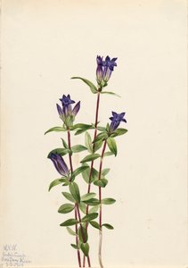 Genciana de ribera Gentiana affinis, 1924 de Mary Vaux Walcott