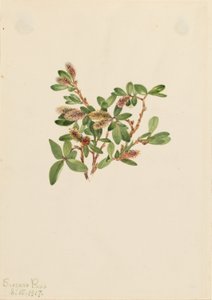 Sauce roquero (Salix petrophila) de Mary Vaux Walcott