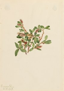 Sauce de Roca Salix petrophila, 1917 de Mary Vaux Walcott