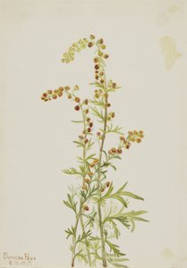 Ajenjo de roca (Artemisia discolor) de Mary Vaux Walcott