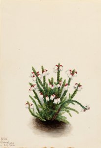 Casiope de las Montañas Rocosas (Cassiope mertensiana) de Mary Vaux Walcott
