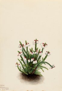 Cassiope de las Montañas Rocosas Cassiope mertensiana, 1924 de Mary Vaux Walcott