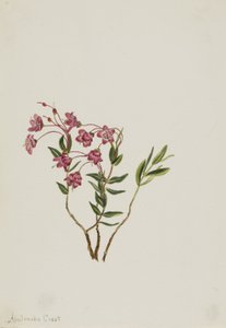 Kalmia de las Montañas Rocosas (Kalmia microphylla) de Mary Vaux Walcott