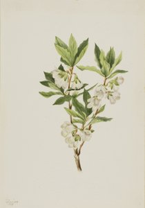 Rododendro de las Montañas Rocosas (Rhododendron albiflorum) de Mary Vaux Walcott