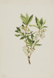 Rhododendron de las Montañas Rocosas Rhododendron albiflorum, 1901 de Mary Vaux Walcott