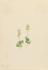 Ophrys necrophylla (Ophrys necrophylla) de Mary Vaux Walcott