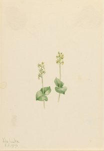 Orquídea de montaña rocosa Ophrys necrophylla, 1919 de Mary Vaux Walcott