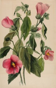 Genciana rosada (Sabbatia angularis) de Mary Vaux Walcott