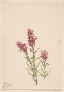 Pincel de rosa Castilleja pallida, 1920