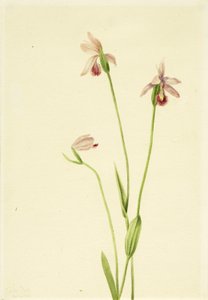 Pogonia rosas (Pogonia ophioglossoides) de Mary Vaux Walcott