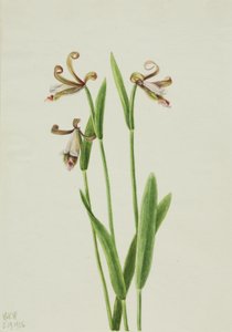 Orquídea capullo de rosa (Pogonia divaricata) de Mary Vaux Walcott