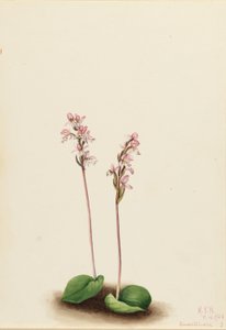 Orquídea de hoja redonda (Orchis rotundifolia) de Mary Vaux Walcott