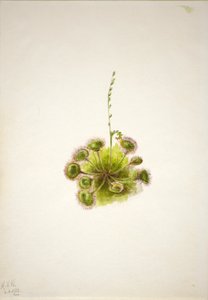 Drosera de hoja redonda (Drosera rotundifolia) de Mary Vaux Walcott
