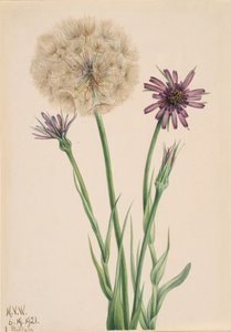 Salsifí Tragopogon porrifolius