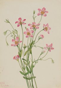 Rosegenia de las marismas (Sabbatia stellaris) de Mary Vaux Walcott