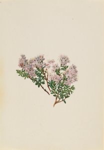 Mirto de arena (Leiophyllum lyoni) de Mary Vaux Walcott