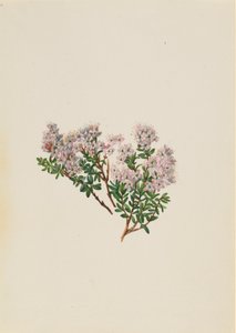 Mirto de Arena Leiophyllum lyoni