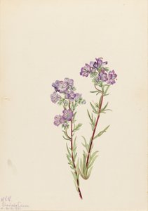Sand Phacelia Phacelia linearis, 1923 de Mary Vaux Walcott