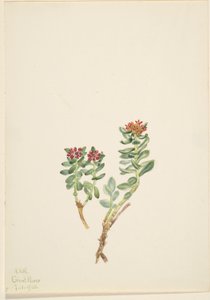 Sanifoiga adscendeus de Mary Vaux Walcott
