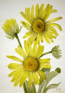 Satinleaf Goldenhead Enceliopsis covillei, 1935