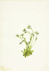 Saxifrage (Saxifraga caespitosa) de Mary Vaux Walcott