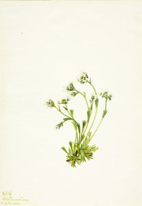 Saxifraga Saxifraga caespitosa de Mary Vaux Walcott