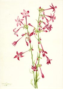 Gilia escarlata Gilia aggregata de Mary Vaux Walcott