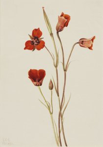Mariposa escarlata (Calochortus kennedyi) de Mary Vaux Walcott