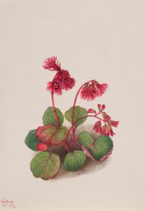 Schizocodon soldanelloides de Mary Vaux Walcott