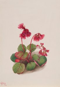Schizocodon soldanelloides de Mary Vaux Walcott