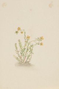 Sedum stenopetalum de Mary Vaux Walcott