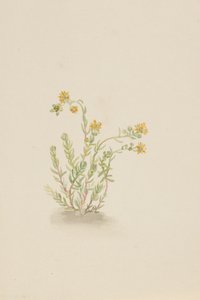 Sedum stenopetalum, ca. 1917-1918 de Mary Vaux Walcott