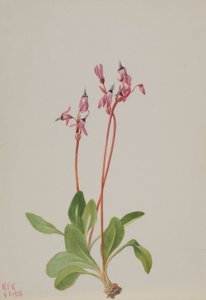 Estrella fugaz (Dodecatheon hendersonii)