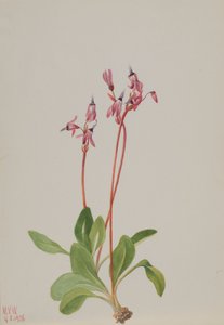 Dodecatheon hendersonii, 1936 de Mary Vaux Walcott