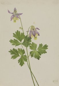 Aguileña de espolón corto Aquilegia brevistyla de Mary Vaux Walcott