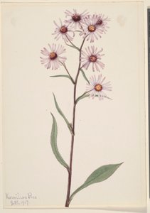 Aster conspicuo (Aster conspicuus)