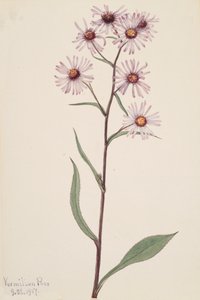 Áster vistoso Aster conspicuus