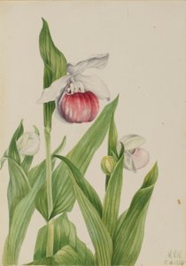 Zapatito de dama vistoso (Cypripedium reginae) de Mary Vaux Walcott