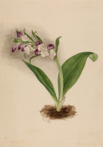 Orquídeas vistosas Orchis spectabilis