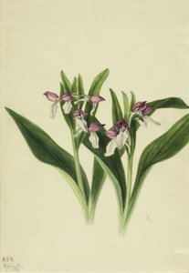 Orchis spectabilis vistosa, 1926