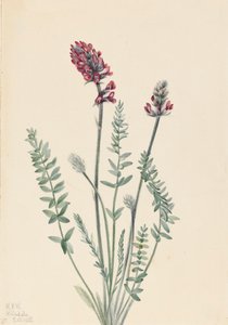 Oxytrope vistoso Oxytropis splendens de Mary Vaux Walcott