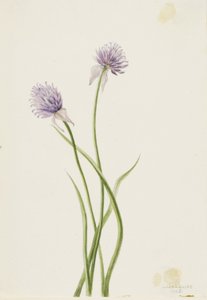 Cebolla de Siberia (Allium sibericum) de Mary Vaux Walcott