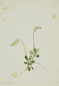 Sidebells Pyrola (Pyrola secunda) de Mary Vaux Walcott