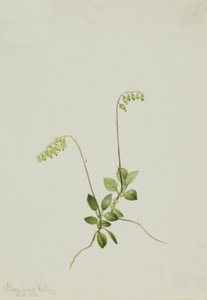 Campanillas Pyrola Pyrola secunda, 1916 de Mary Vaux Walcott