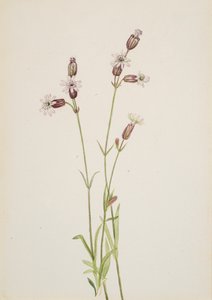 Silene multicaulis, ca. 1900-1920 de Mary Vaux Walcott