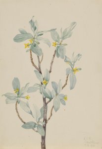 Arrayán (Elaeagnus commutata) de Mary Vaux Walcott
