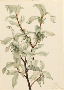 Arrayán (Elaeagnus commutata) de Mary Vaux Walcott