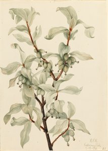 Elaeagnus commutata, 1922 de Mary Vaux Walcott